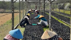 Read more about the article Tantangan dan Peluang Industri Kelapa Sawit di Era Modern