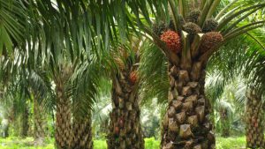 Read more about the article Daur Hidup Kelapa Sawit: Dari Bibit hingga Replanting